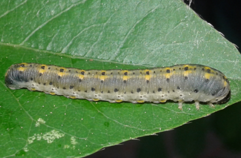 Cimbicidae : larva di Abia lonicerae?